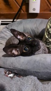 It didn't take long for Pixel to realize he could get out from underneath Sophie on his own. It just took a whiff of cheese. 😹😹 #cat #cats #clubmeatbird #catsoffacebook #kitty #PixelAndSophie #ilovemycat #catlovers #cornishrex #cornishrexcat #cornishrexcats #smile | Pixel & Sophie