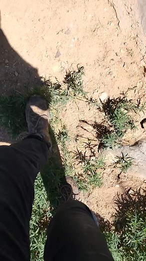 Feet propped up and everything #fyp #tiger #outofafricapark #animals #orangecow | Robert Bergerr