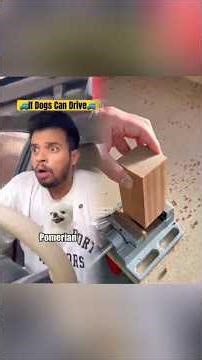 dogs that can drive cars, dog drive, dog drives car, dog driver,