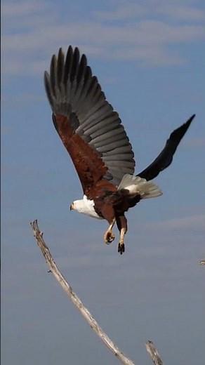African Fish Eagle Takes Flight Kruger National Park