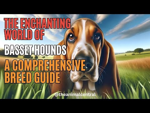 Basset Hounds: A Comprehensive Breed Guide