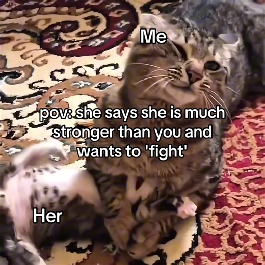 pov: she says she is much stronger than you and wants to 'fight'😳 #catsoftiktok #loveyou #cat #ilove