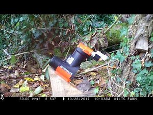 Rat feeding on Goodnature A24 Cinnamon Formula UK