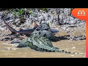 CROCODILE EATING SHARK IN AUSTRALIA - BIGGEST IN THE WORLD