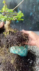 Change the planting medium.. #premna #bonsaitree | Karimun Java