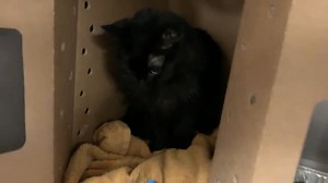 4.2K views · 337 reactions | rescued by Forever Fortunate Felines ...