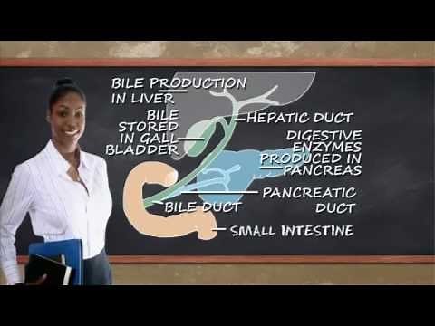 How does digestion work?