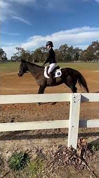 Amelia Mulkearns riding MJ Penny Blossom. VK Equestrian virtual dressage test. Walk-Trot test A