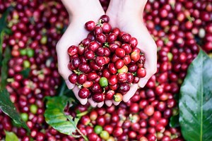 Which fruit is best with coffee?