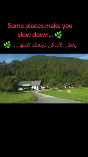 Salzburg peaceful countryside: cows grazing and calm nature