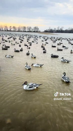 Stay mad at em… #fypage #duckhuntingtiktok #ducksoftiktok #foryoupage #duckhunting