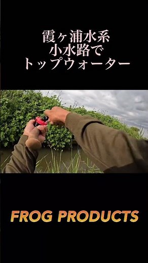 霞ヶ浦水系の水深50センチの激浅小水路にルアーを投げたら、、、、、‼️
