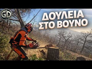 🔥ΔΟΥΛΕΙΑ ΣΤΟ ΒΟΥΝΟ – Επαγγελματική Κοπή Δέντρων | Mountain Tree Cutting in Action