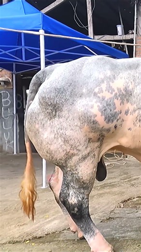 Tes Jalan Sapi Belgian Blue