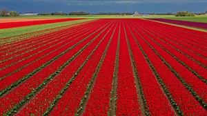 Stunning Drone Footage: Spring’s Flower Fields in Bloom