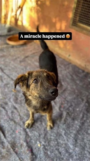 #dog #rescuedog #transformation #inspiration #animals