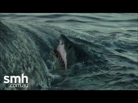 Sharks feast on whale carcass