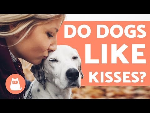 Do dogs like KISSES? - Understanding Canine Affection