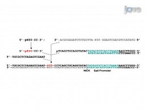 Primer-Free Aptamer Selection Using A Random DNA Library