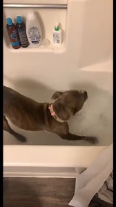 25K views · 1.6K reactions | No it's officially bath time now!!! Via: OctoberRayne69 (Tik Tok) | Pablo The Bully | Facebook