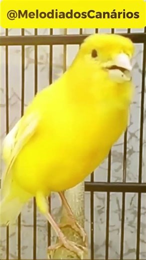 Você reconhece esse som? Canarinho cantando #canário #pássaros
