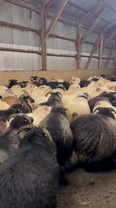 16K views · 492 reactions | Nice looking wool in these Icelandic ewes! | Shearing school | Facebook