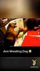 Funny dogs 🐶 #humor #viral #music #dogs #animals