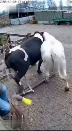 “CCTV Captures Cow Rescuing Farmer From Aggressive Bull!”