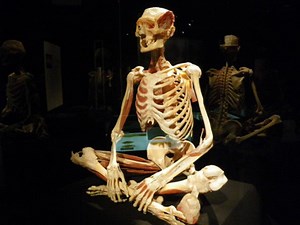 The Weird and Wacky of the Human Body