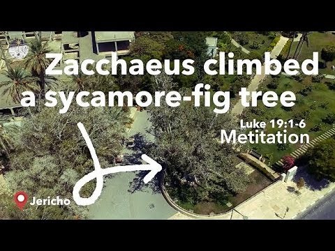 Bible Live: Zacchaeus Climbing a Sycamore-fig tree - Meditation