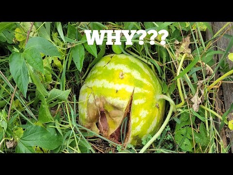Why are the Watermelons splitting on the Vine? What to do?