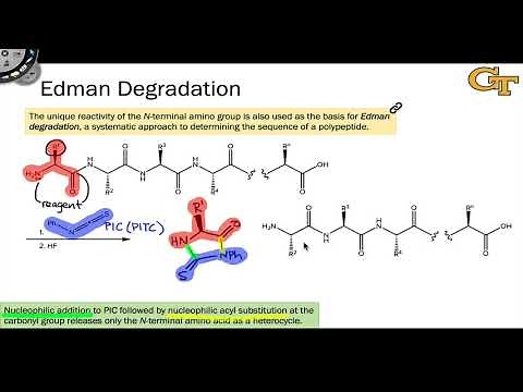 Edman Degradation