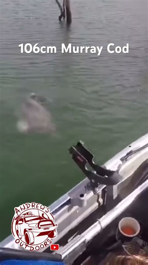 Big Murray Cod out of Eildon