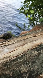 30 Second Meditation: Dreaming of the BWCA on 2026 Permit Day. Did you get your permits? | Cascade Vacation Rentals