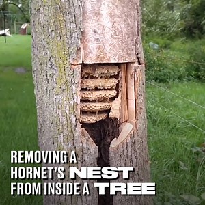 These massive European Hornets decided to build their nest in this tree. I would NOT want to be the one to have to remove it 😳🐝 | LADbible