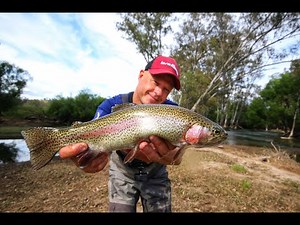 Amazing trout fishing on the Goulburn River