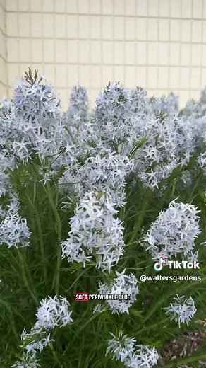 Amsonia 'String Theory': The Perfect Partner to Storm Cloud