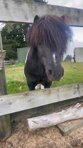 13K views · 403 reactions | Proof that Free Range Billy is an anomaly. | Brookby Heights International | Facebook