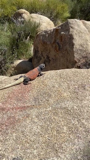 Beautiful Chuckwalla Fairview Mountain Mojave Desert CA #americandesert#herps #lizard #chuckwalla