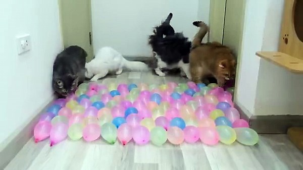 Epic Cat Fails Caught on Camera 😹 | Funny Cat Compilation