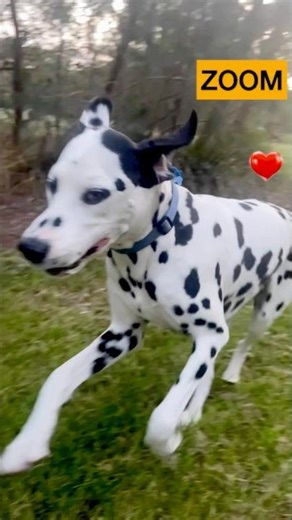 Athleticism of Dalmatian in Slow Motion is Hypnotizing