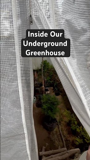 Today on the Homestead: A Peek Inside Our Underground Greenhouse | Walipini #shorts