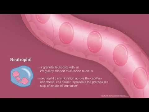McCullough- Diapedesis Animation 1