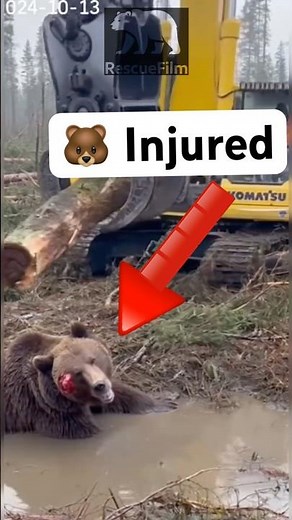 Forest Workers Save a Bear After the Storm | Rangers Rescue Mission#WildlifeRescue #AnimalRescue