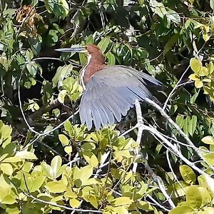 Meet the Hoatzin: World's Weirdest Bird 🦅