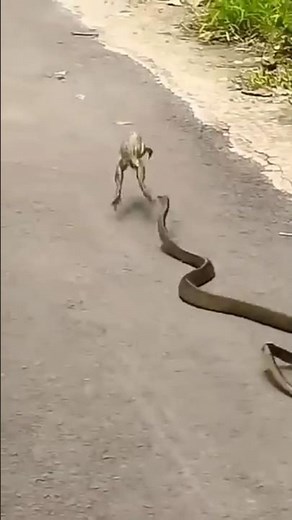 Unbelievable! Snake Caught Swallowing Frog Alive 😱🐍🐸#SnakeVsFrog