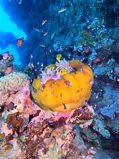 NEMOFISH also known as the clownfish is a vibrant and fascinating species often seen in the Red Sea especially near coral reefs. Known for its symbiotic relationship with sea anemones this small colorful fish is incredibly popular due to its bold orange and white stripes. The clownfish lives safely among the tentacles of sea anemones which provide protection from predators thanks to their stinging cells—while the fish in turn helps clean the anemone and scare off potential threats. @insta360 ace