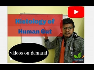 Histology of Human Gut