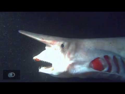 The Rare, Astonishing Goblin Shark Found Off Florida