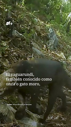 Por primera vez captan a un Yaguarundi en el Parque Nacional Los Mármoles, en Hidalgo